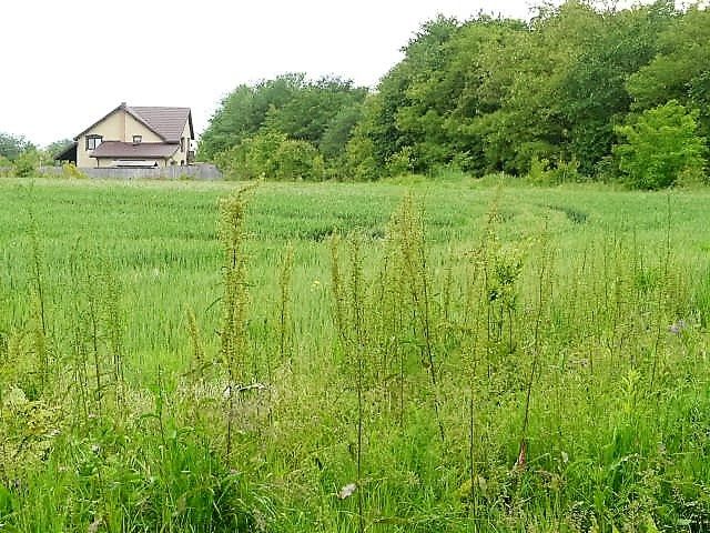 Teren intravilan de poveste langa pădure si plaja Cornetu