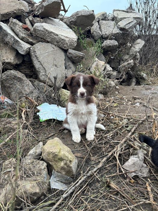 Отдаем щеночков в добрые руки с доставкой,привезем сами