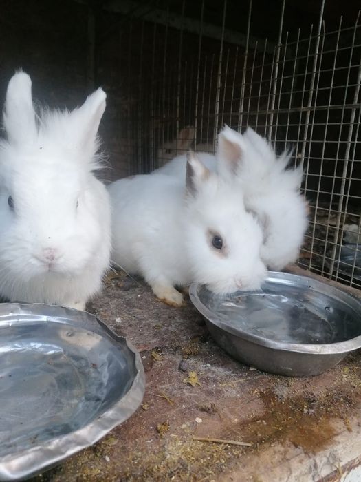 Iepurasi de companie