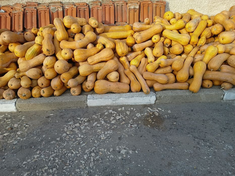 Тикви цигулки МУСКАТНИ