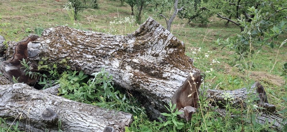 Bustean de nuc si cires pentru blaturi