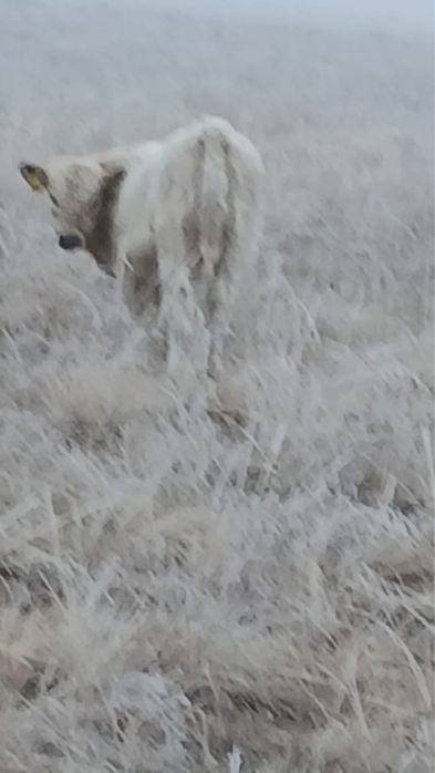 Продам бычков