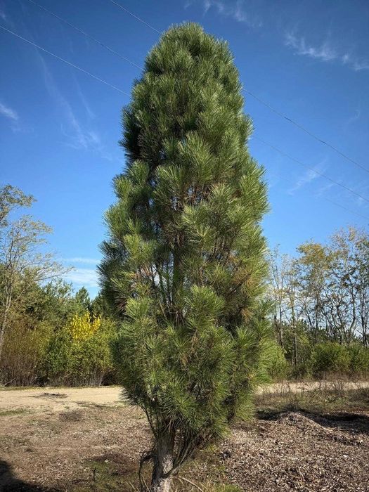 Plante ornamentale pentru grădina ta – transport inclus