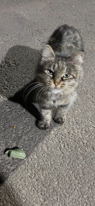 Кошки бесплатно в добрые руки