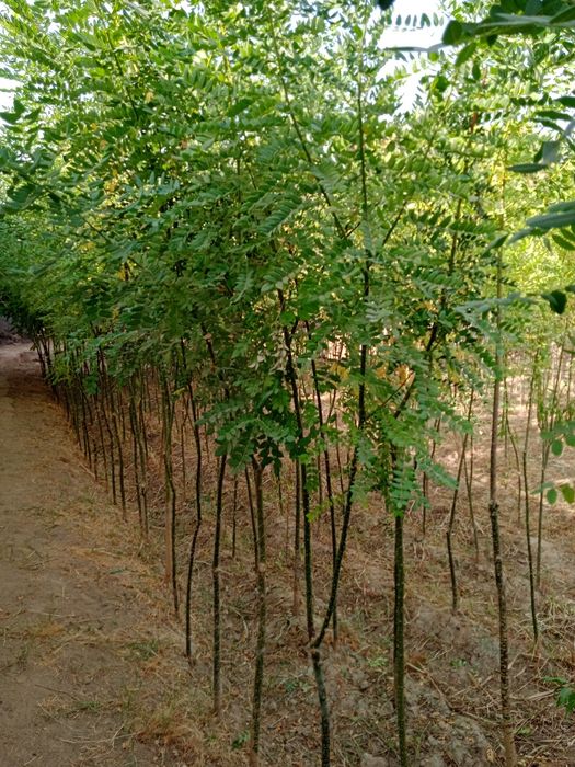 Manzarali va mevali kuchatlar Termizda.