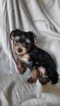 Disponibili pui Yorkshire terrier