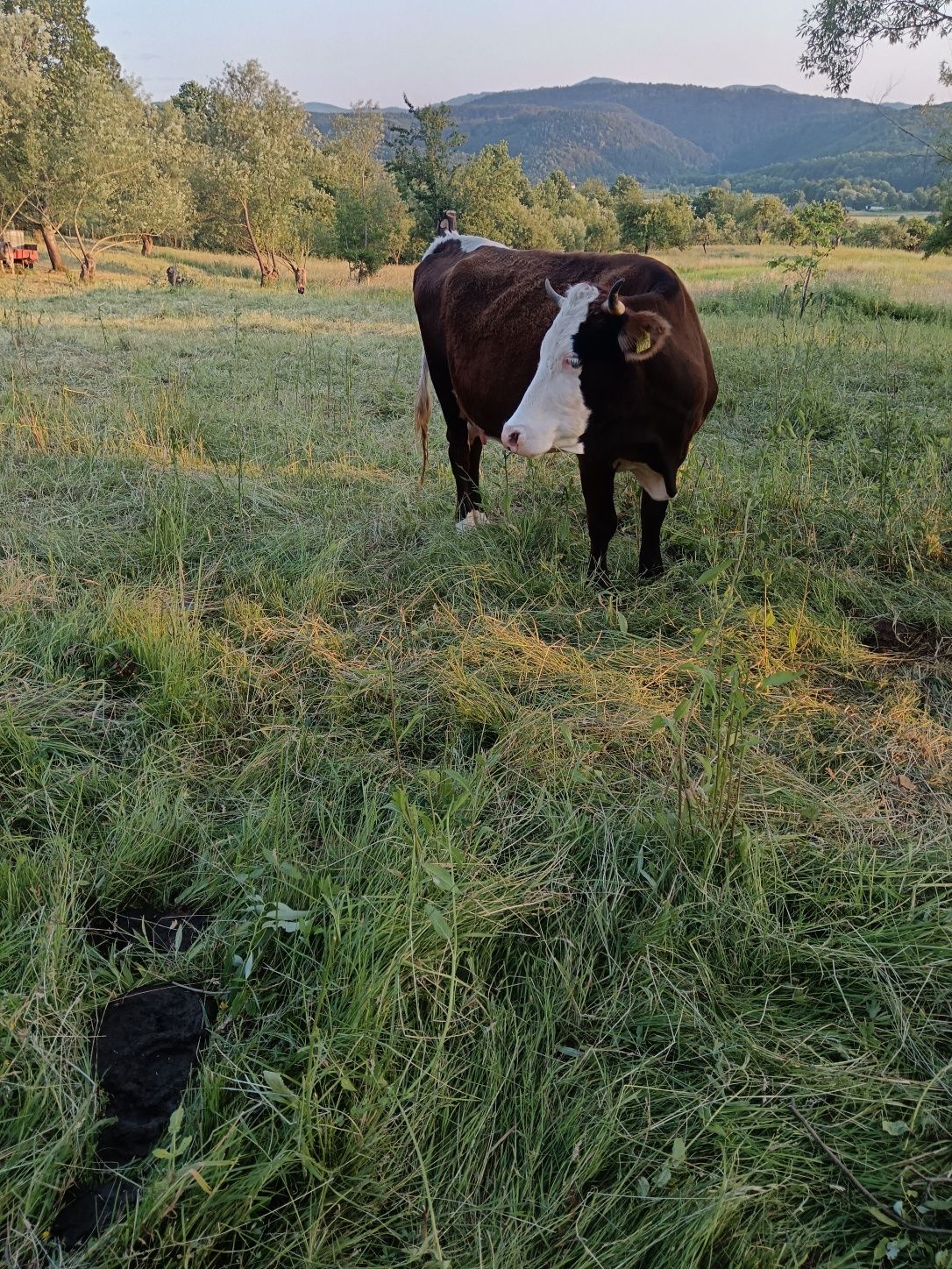 Vând vacă cu vițea