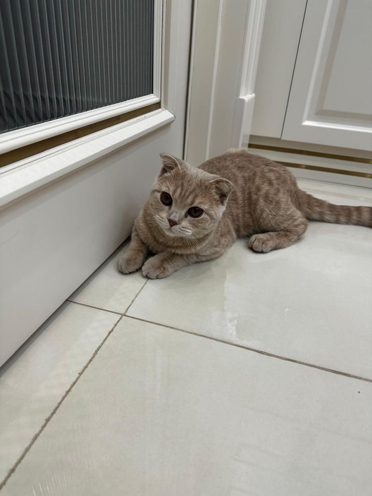 Шотландский вислоухий кот