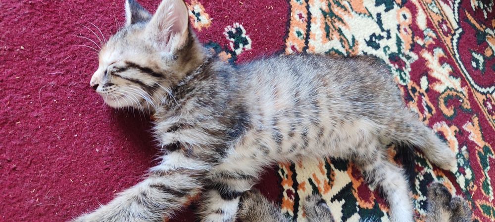 Котята 2 месячные