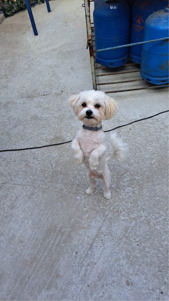 Bichon Maltese Mascul