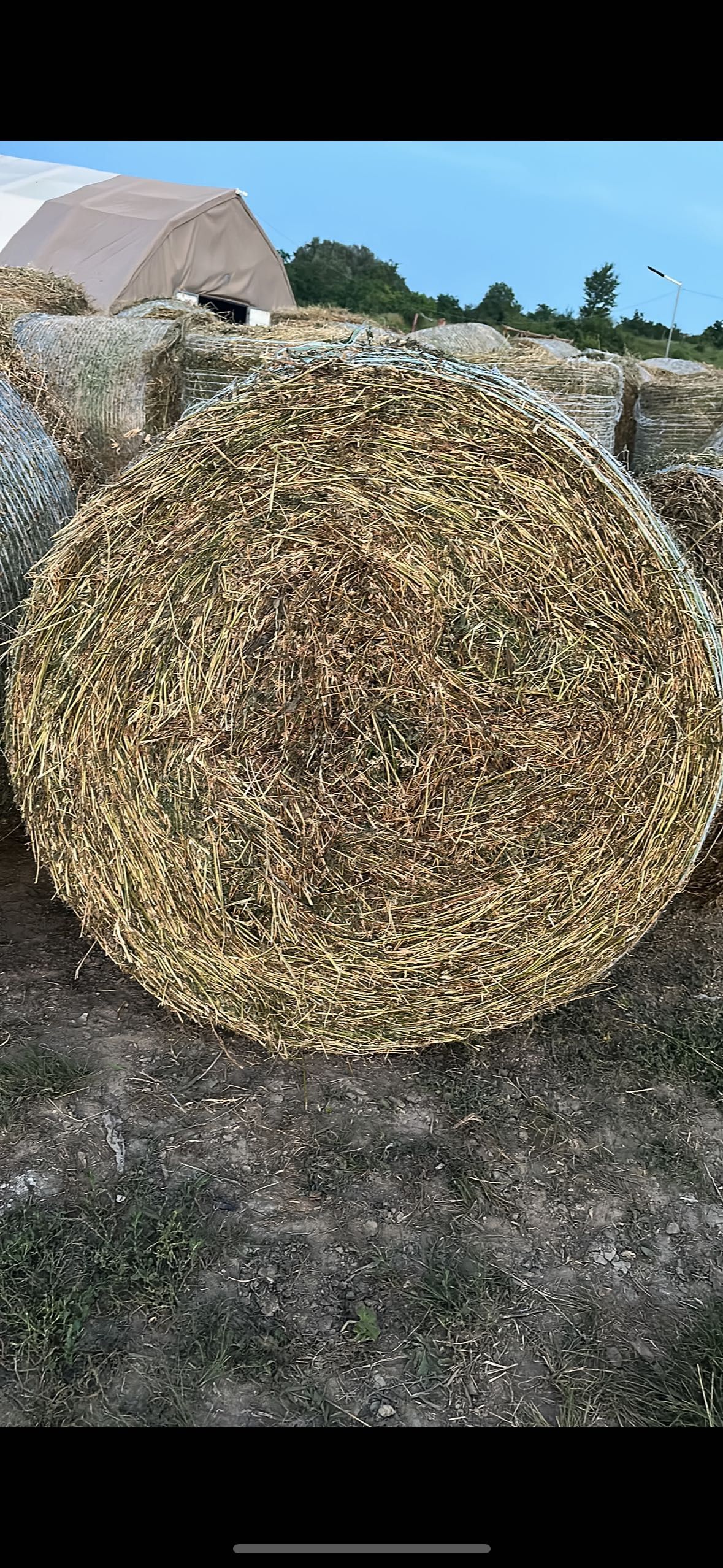 Baloți lucerna Eco