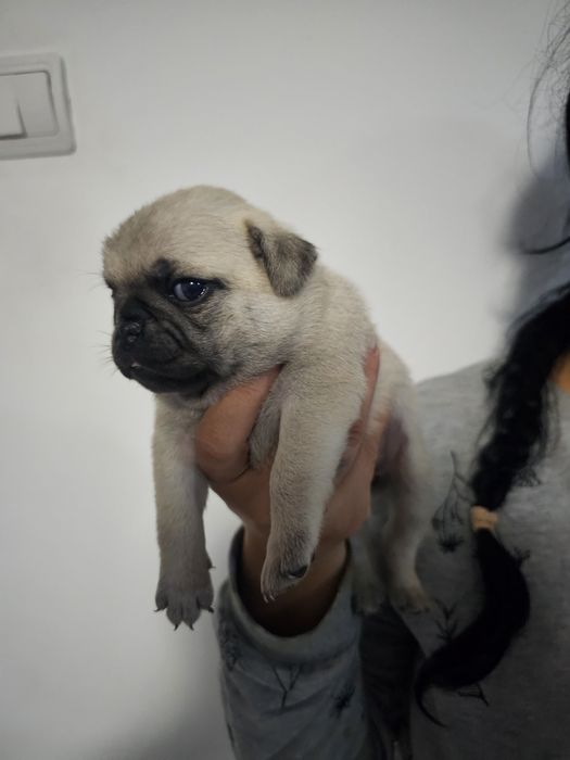 Pui mascul pug,mops rasa pura cu pedigre