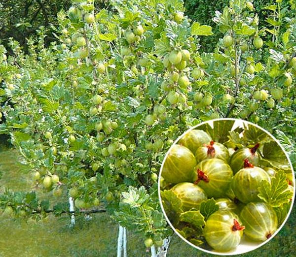 Arbusti Fructiferi soiuri de agris alb