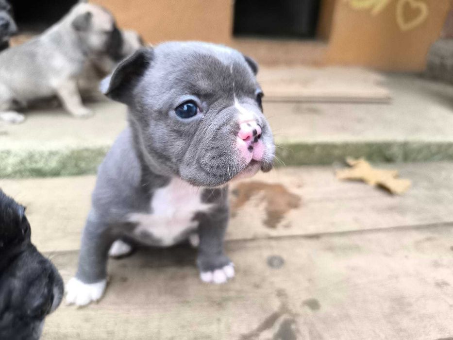 Pui de bulldog francez de rasă pură.