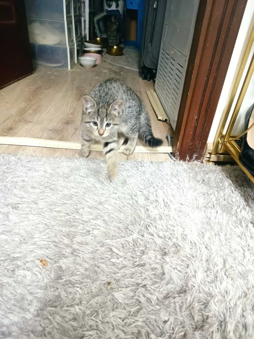 Котята домашние, сладкие