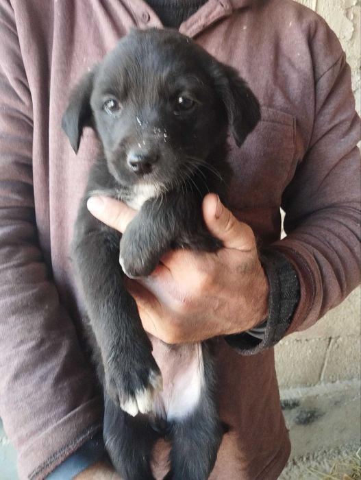 Отдам щенят бесплатно