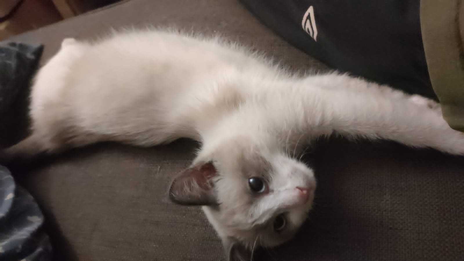 Найден котенок. Чей?