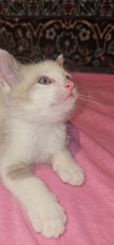 Отдам котят только в любящие руки