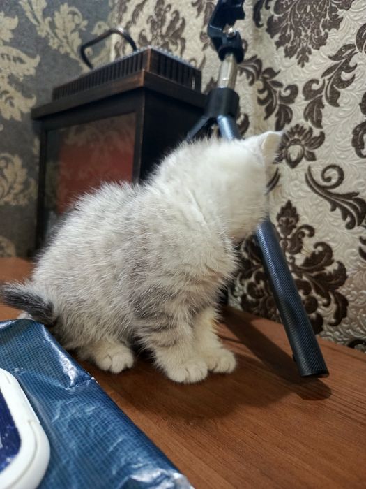 Sotiladi 2ta oʻgʻil bola