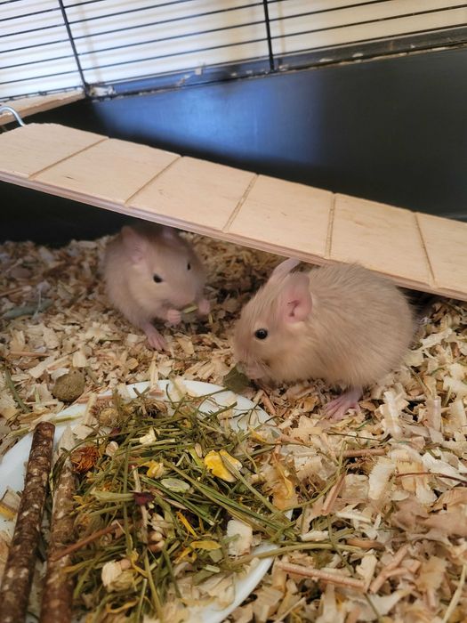 De vanzare/elado pui de Veverițe Degu