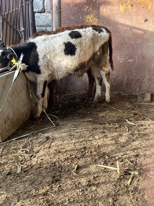 Еркек баспақпен ұрғашы баспақ бар сатылатын