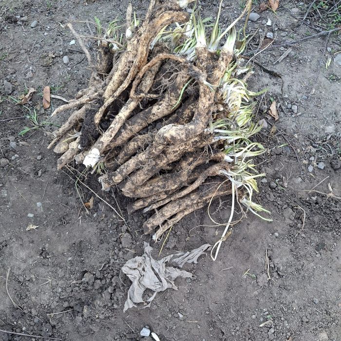 Хрен, Хрен на рассаду