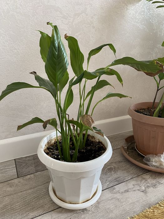 Женское счастье