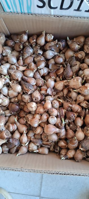 Кокичета едри ,кичести