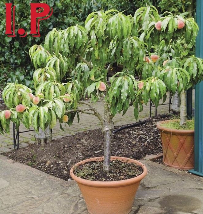 Pomi columnari in anul 4 pe rod