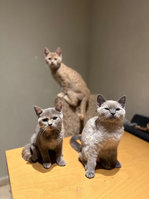 British Blue Point Британски