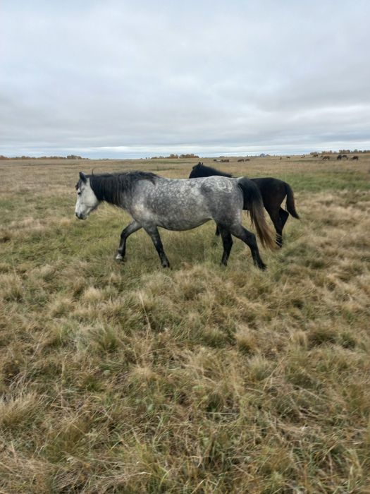 Жылкы, бие кобыла лошадь жеребенок жабағы