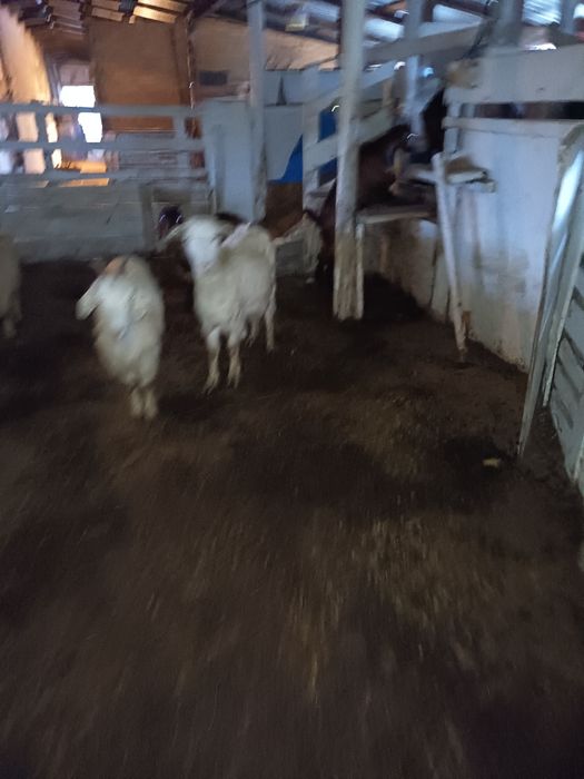 Capre alpina ,alba de banat