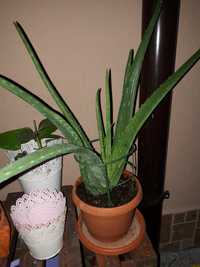 Aloe Vera - planta de interior