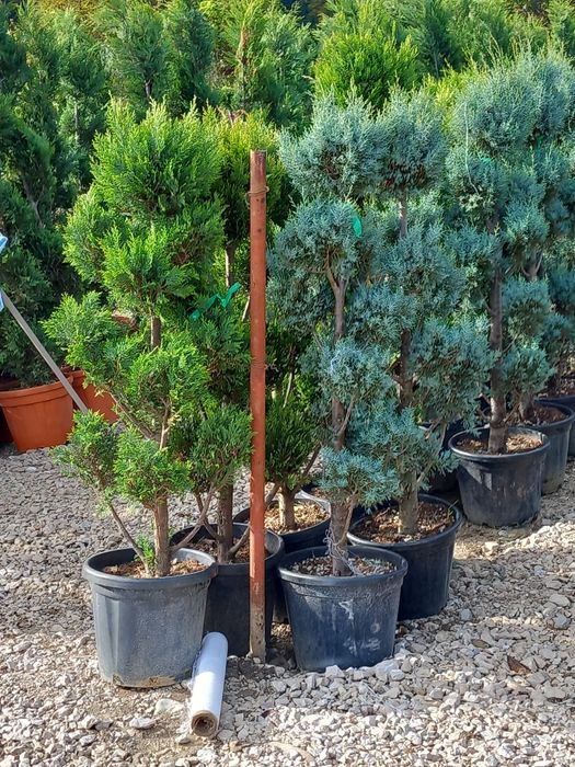 Plante ornamentale la preț de producător