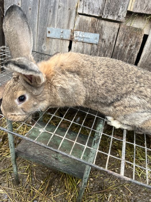 De vanzare 5 iepuri (femele)