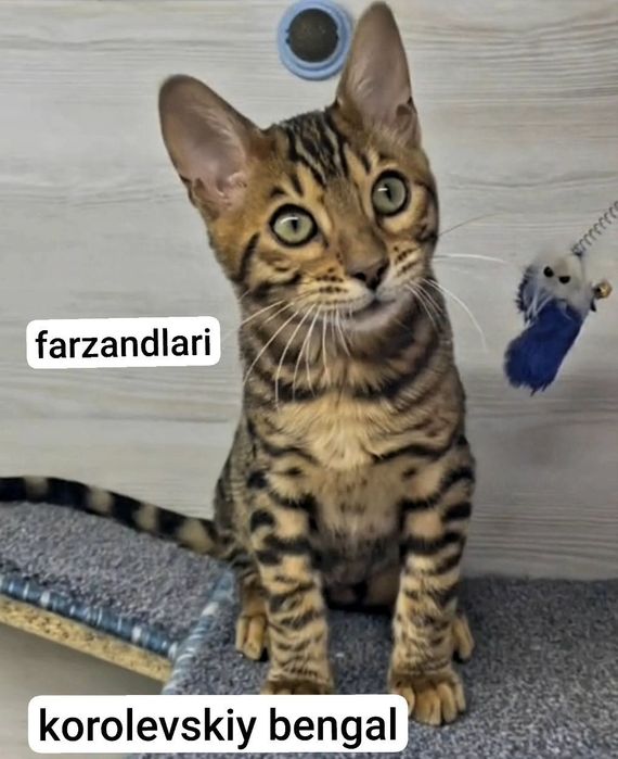 Korolevskiy Bengal mushuk sotiladi
