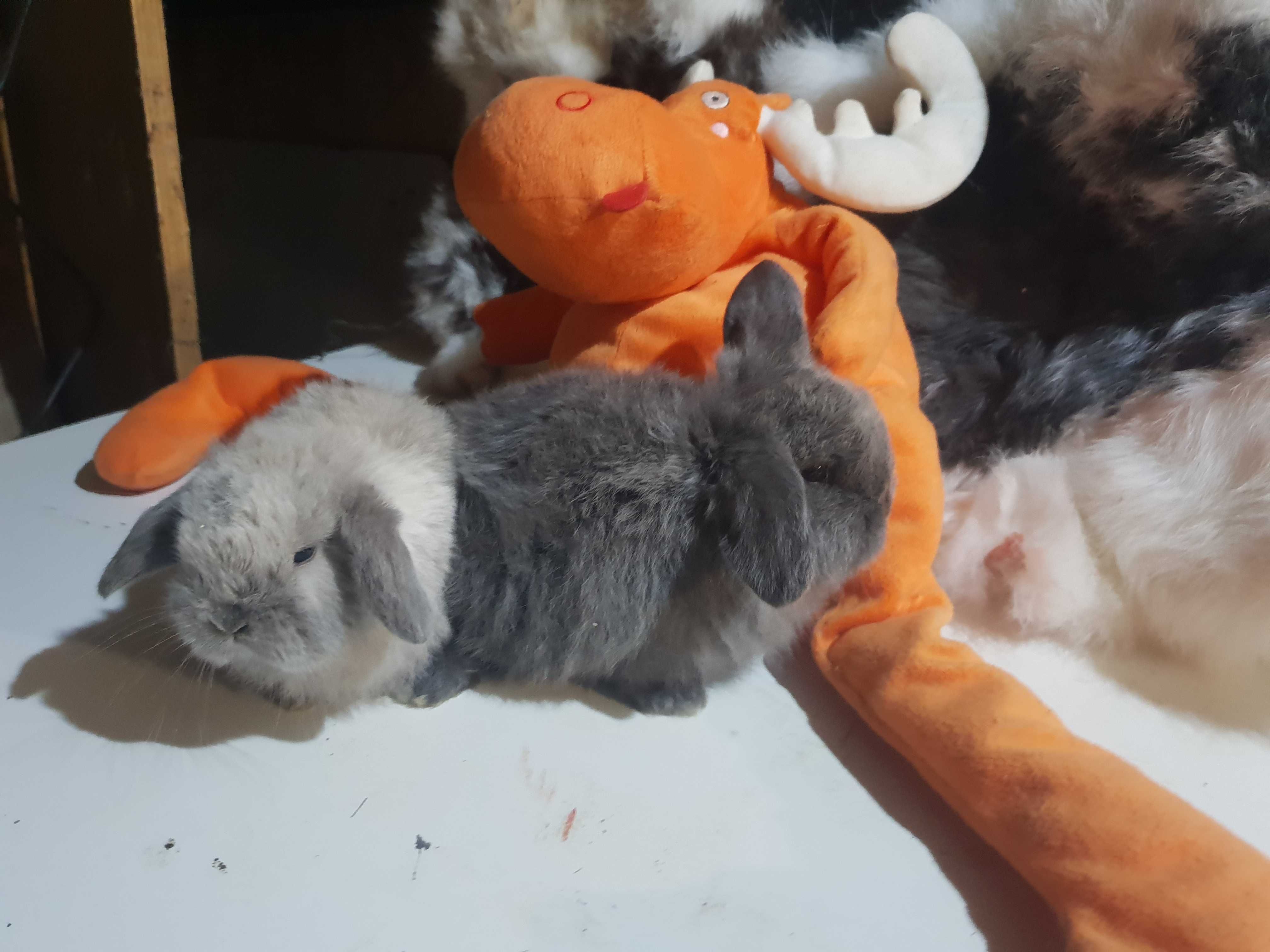 IEPURE Berbec Pitic Holland Lop Mini Lop Iepurasi de Companie