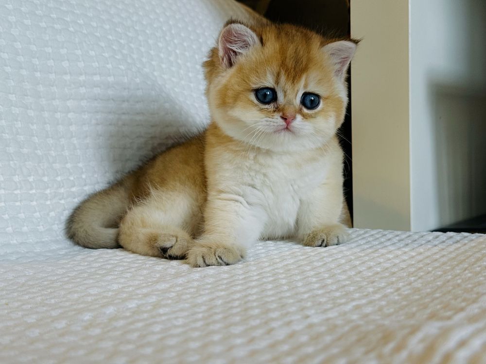 British shorthair golden baietel superb!! PEDIGREE !!