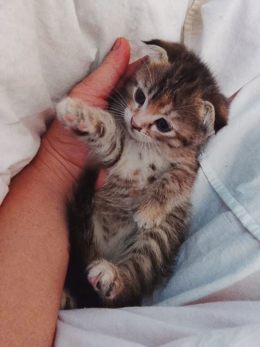 Продаются котята. Вислоушки.
