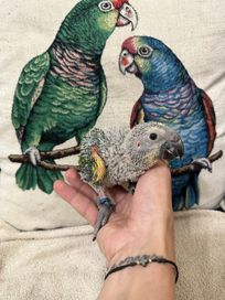 Ръчно хранен папагал Синьочела Амазона