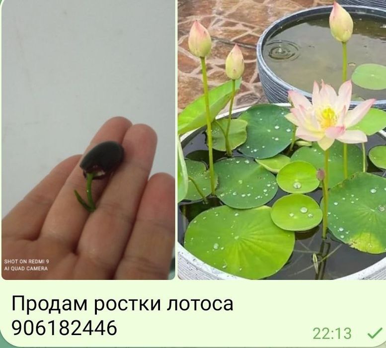 Растишки на посадку