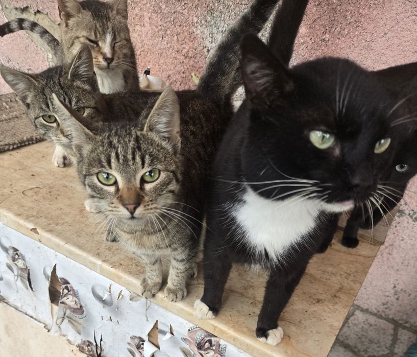 Donez pisici .Am foarte multi. Trebuie sa plec din tara .Detalii la te