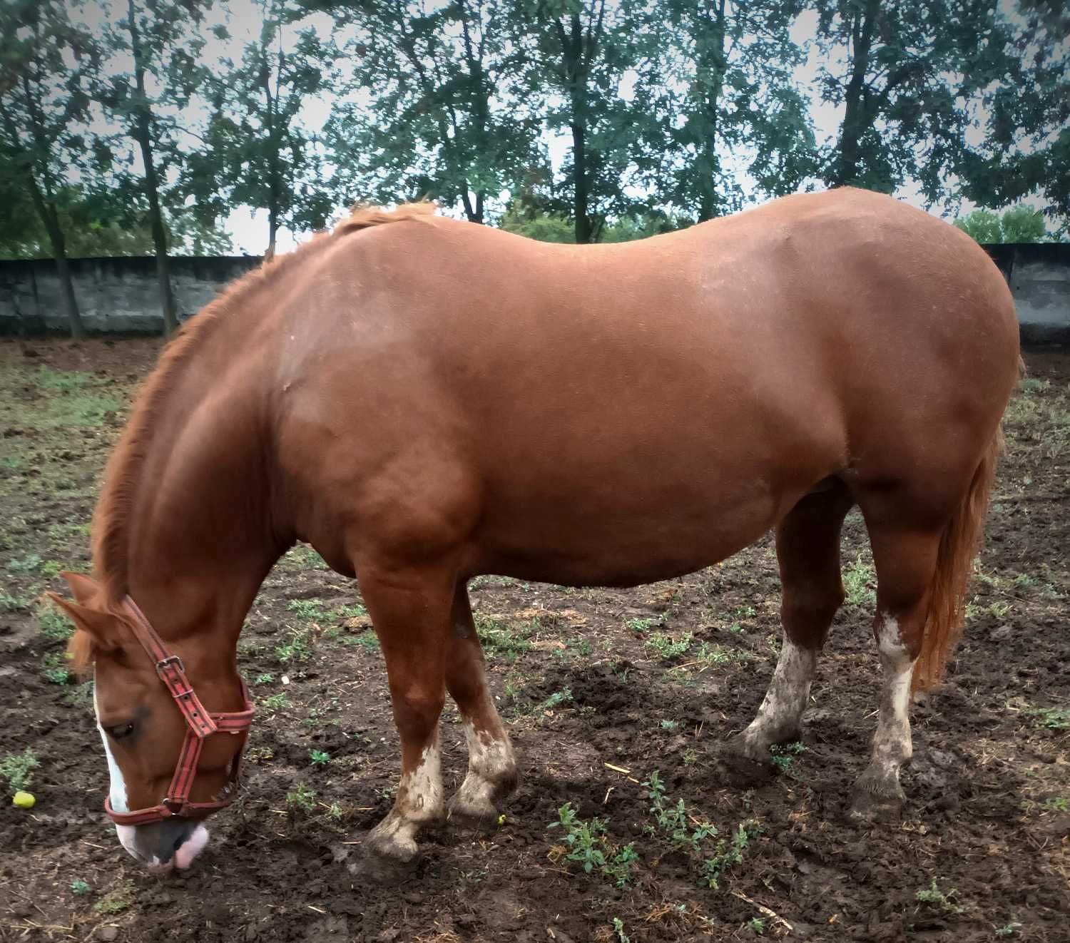 Cal superb, sarga, blândă, de vânzare