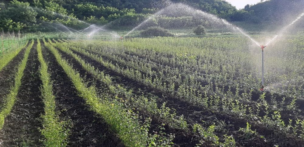 Asiguram-livrare gratuita la material săditor pomicol de Aiud