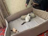 Манеж лежанка для кошек и собак