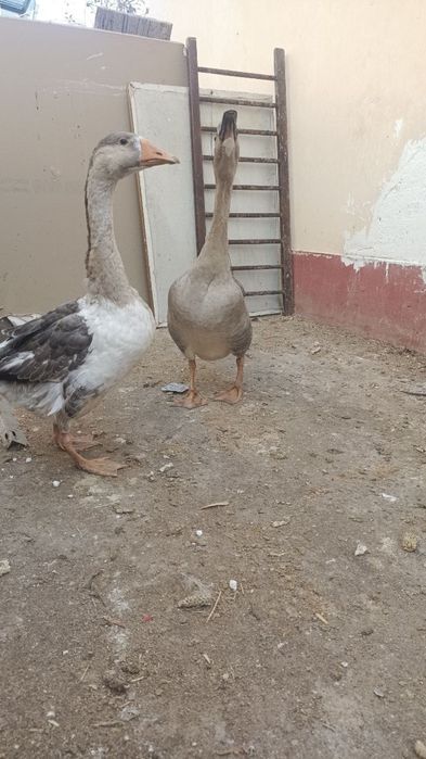 sotiladi optomga bor