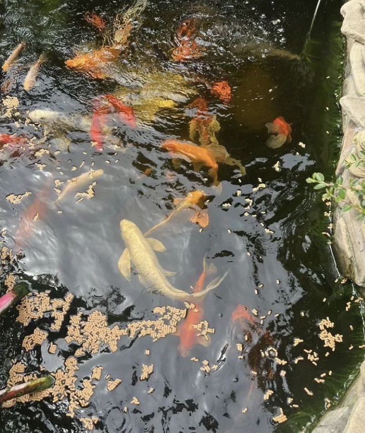 Коя кои Рыба для прудов разное размеры koi koya