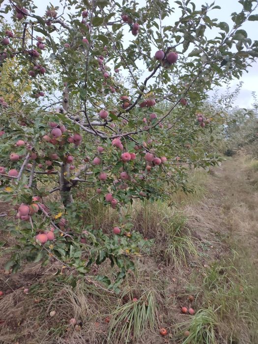 Fructe mere Florina