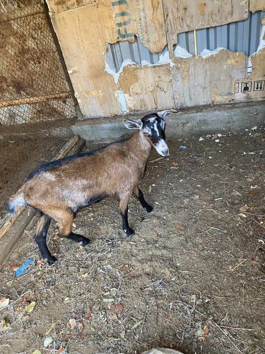 Ешки лактарымен сатылады