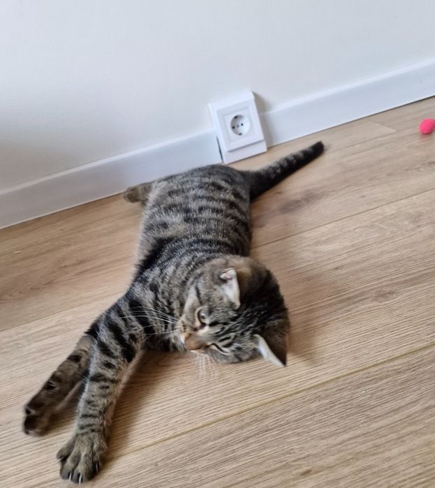 Мъжко котенце на около 5 месеца